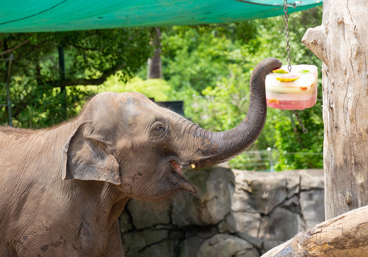 elephant eating fruit hanging from tree