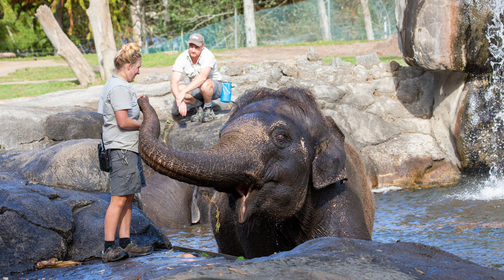 Zoo keepers with elephant in water