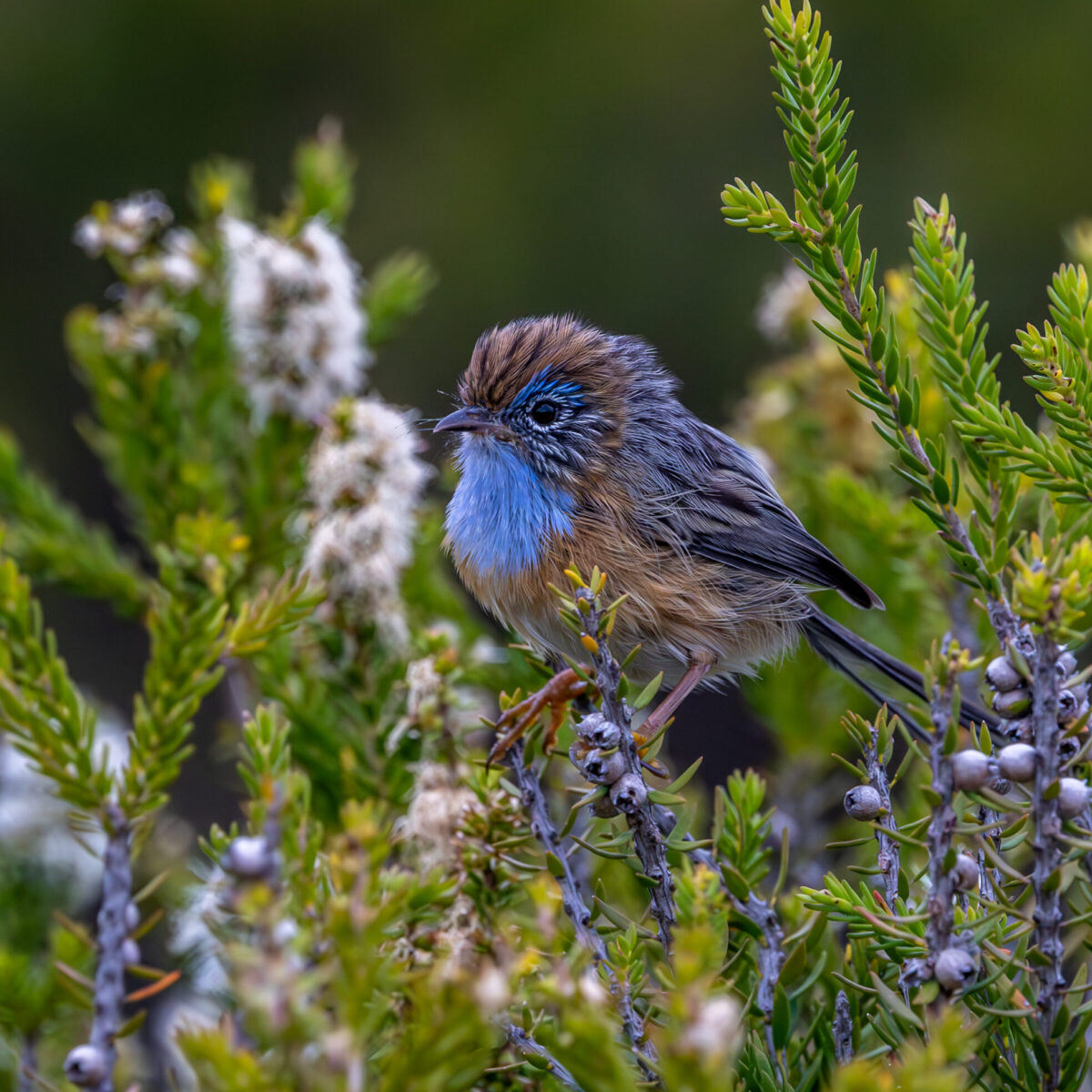 A male Southern emu-wren (Stipiturus malachurus westernensis) perched in a small shrub. Esperance Western Australia.